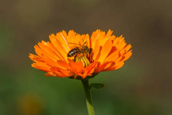 Abelha na flor Calêndula — Fotografia de Stock