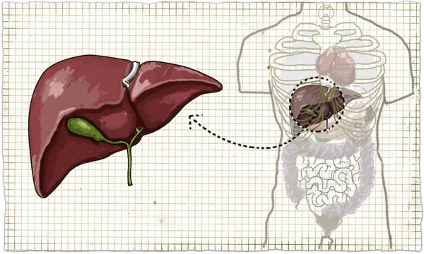 Ilustración del hígado humano —  Fotos de Stock