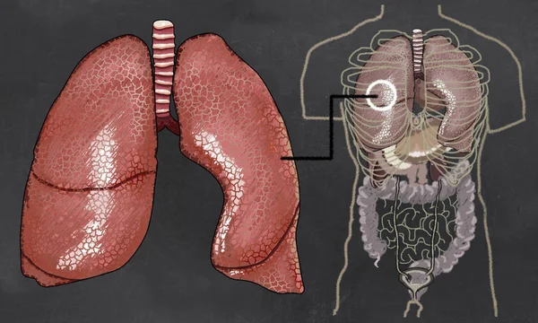 Lunge Anatomie Illustration mit Oberkörper — Stockfoto
