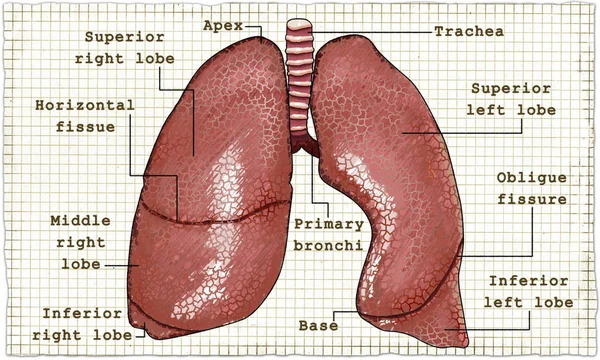 Lungs Anatomy Illustration on Paper — Stock Photo, Image