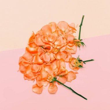 En az yaratıcı tasarım. pastel zemin üzerine gül yaprakları. Sanat H