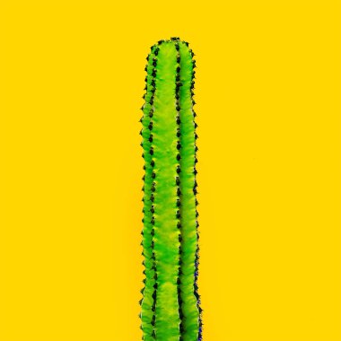 Sarı zemin üzerine yeşil kaktüs. Minimal Sanat Galerisi