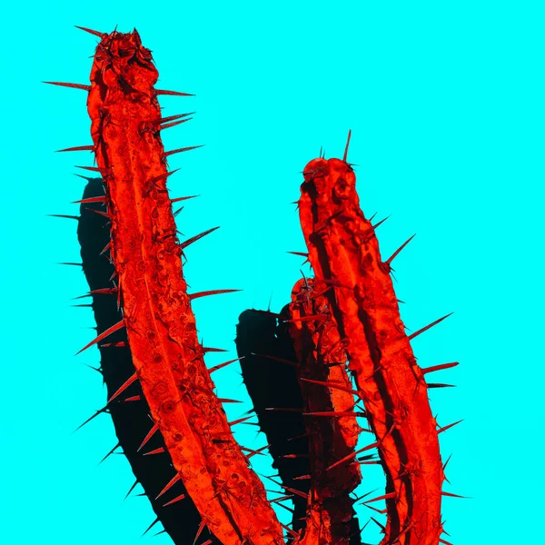 Red Cactus with shadow. Creative design. Minimal art gallery — Stock Photo, Image