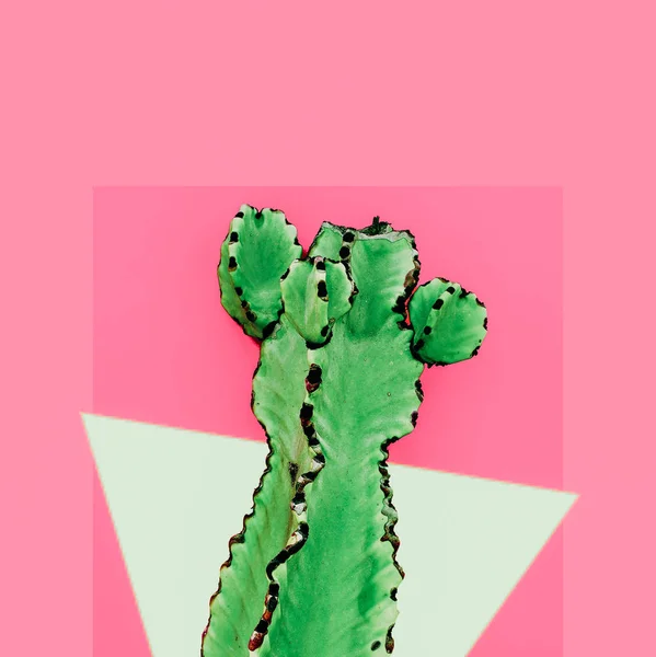 Cactus on a geometry background. Creative design. Minimal art ga — Stock Photo, Image
