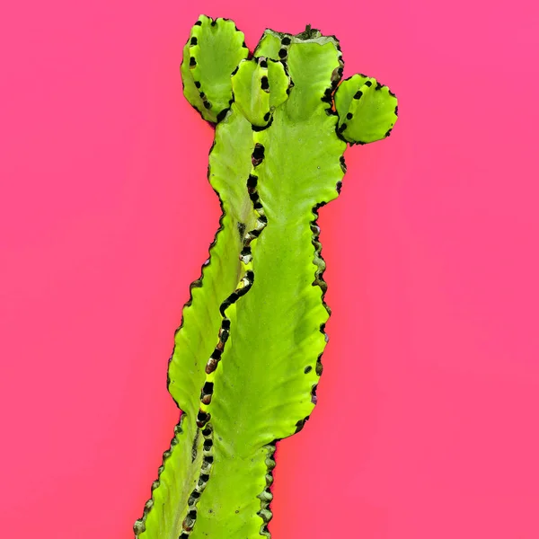 Zöld kaktusz. Kreatív design. Minimal art Galéria — Stock Fotó