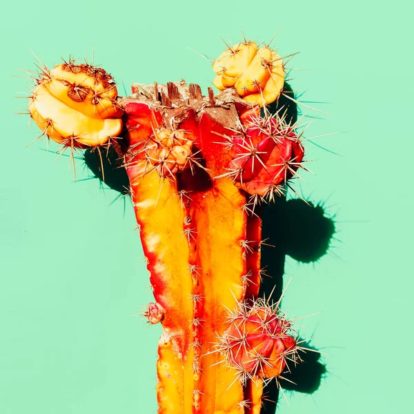 Cactus orange avec ombre. Design créatif. Galerie d'art minimale — Photo
