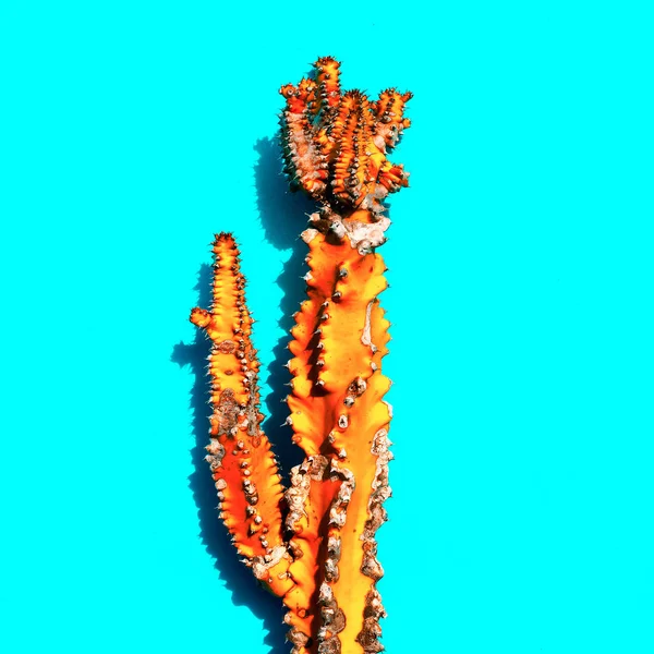 Orange cactus. Creative design. Minimal art gallery — Stock Photo, Image