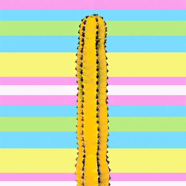 Gele cactus op stripe achtergrond. Minimal art gallery and Museum — Stockfoto