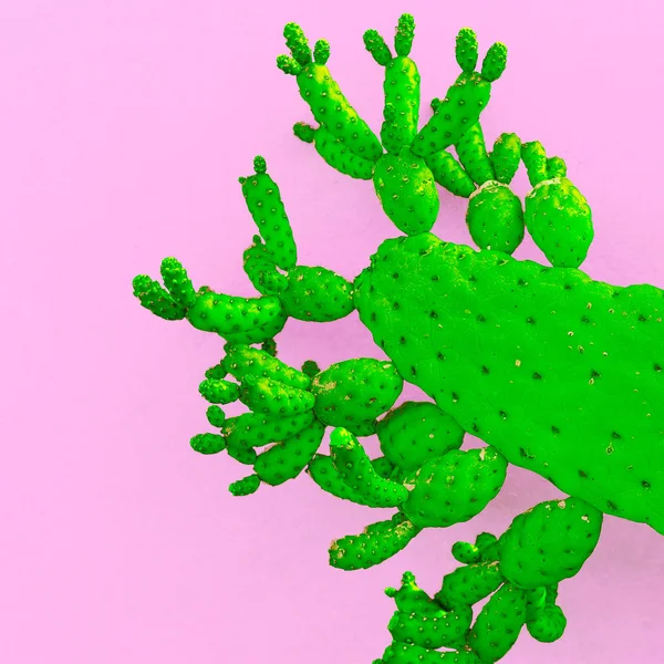 Cactus. Verdes. Design criativo. Galeria de arte de moda mínima — Fotografia de Stock
