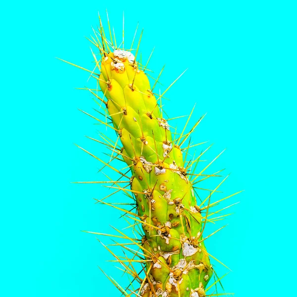 Cactus verde. Minimale galleria d'arte di moda — Foto Stock