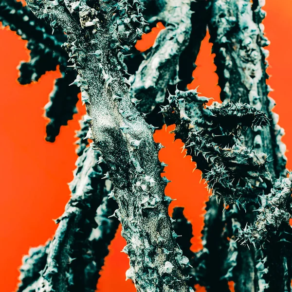 Cactus. Dead. Minimal art details — Stock Photo, Image