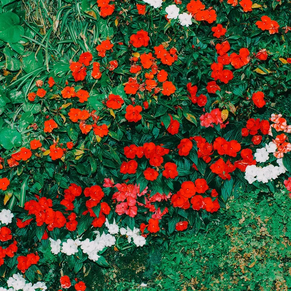 Red Flowers background Minimal art design — Stock Photo, Image