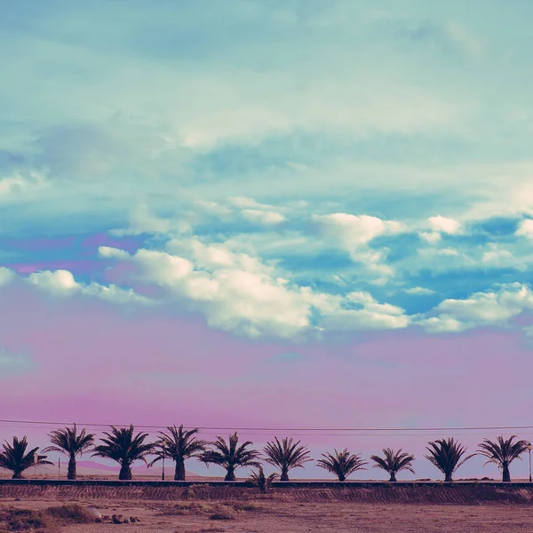 棕榈树紫色梦想最小景观艺术 — 图库照片