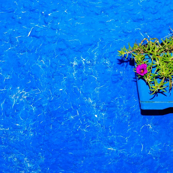 Kwiat w doniczce pół sztuki minimalistyczny wygląd — Zdjęcie stockowe