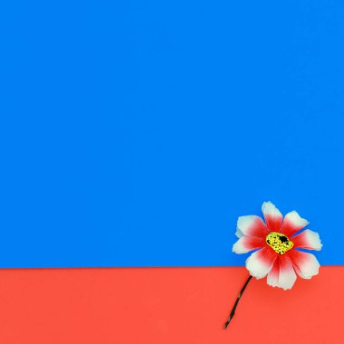 Bir çiçek. Minimal tasarım moda
