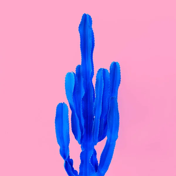 Cactus minimale fashion stijl — Stockfoto