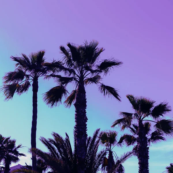 Palms of Violet Minimal style fashion — Stock Photo, Image