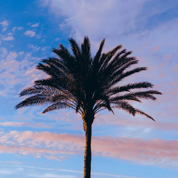 棕榈树在日落最小时尚风格 — 图库照片