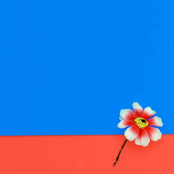 Jedna květina. Minimalistický design móda — Stock fotografie