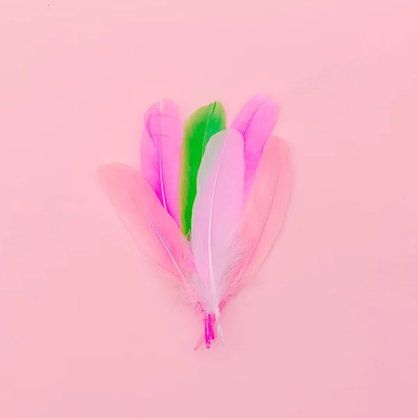Rosa fjädrar minimalistisk konst design mode — Stockfoto