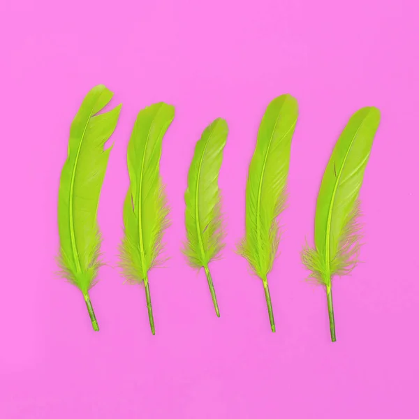 Des plumes vertes. Conception d'art minime — Photo
