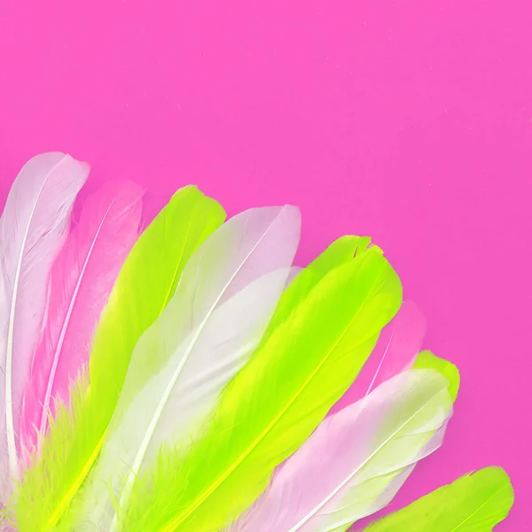 Fjädrar konst design mode rosa färg trend — Stockfoto