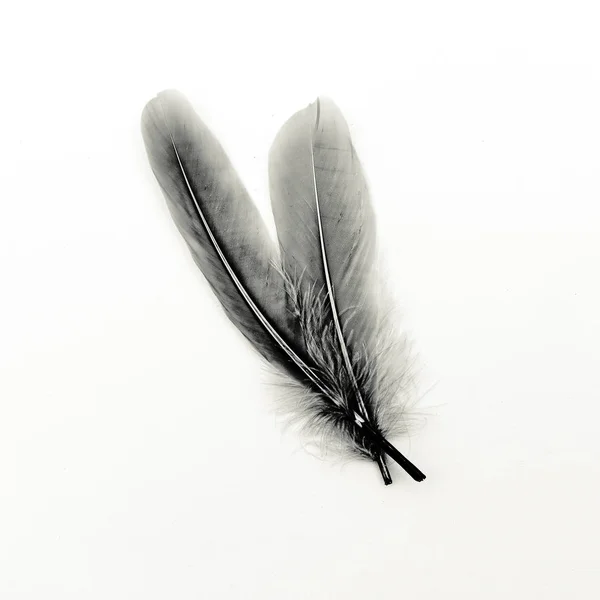 Plumes galerie d'art noir et blanc — Photo