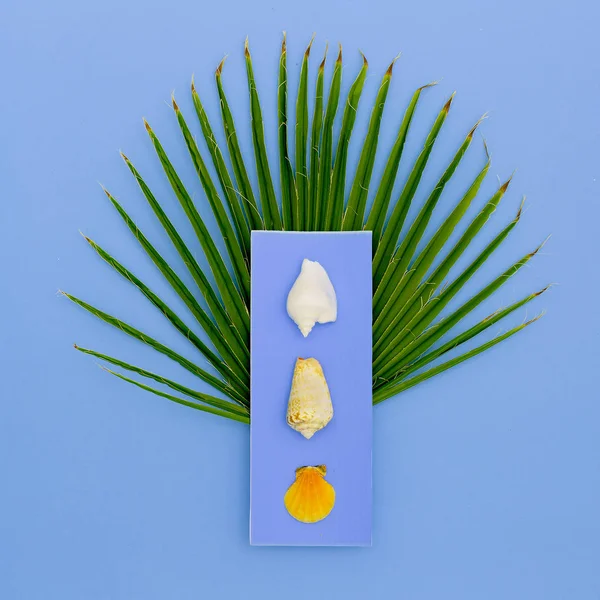 Schelpen en palmbomen. Vakantie concept. Minimal art — Stockfoto