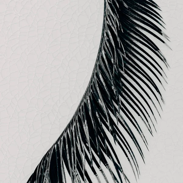 Diseño tropical mínimo de la hoja de palma —  Fotos de Stock