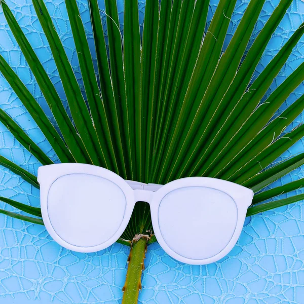 Fashion sunglasses and palm background Minimal fashion art — Stock Photo, Image