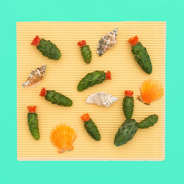 Set de Mini Cactus y conchas marinas. Detalles de diseño de arte mínimo — Foto de Stock
