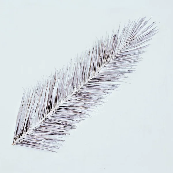 Malovaný Palmový list. Minimální bílé umělecký styl — Stock fotografie