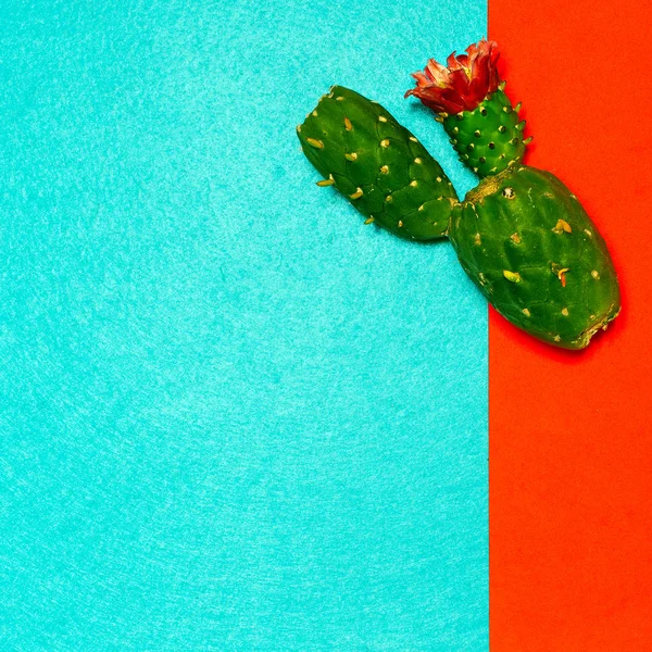 Planta de cactus de diseño mínimo — Foto de Stock