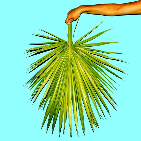 Minimal. Hand holds a palm leaf. Summer trend — Stock Photo, Image