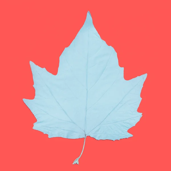 Konstgalleri. Hösten färgade blad godis färger — Stockfoto