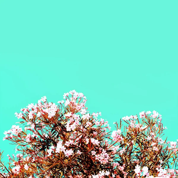 花が咲く最小限のスタイル — ストック写真