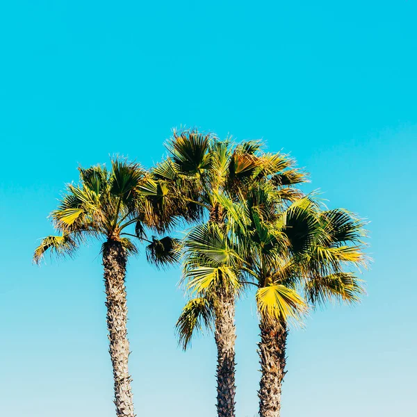 Palmeras. Islas Canarias. Mínimo — Foto de Stock