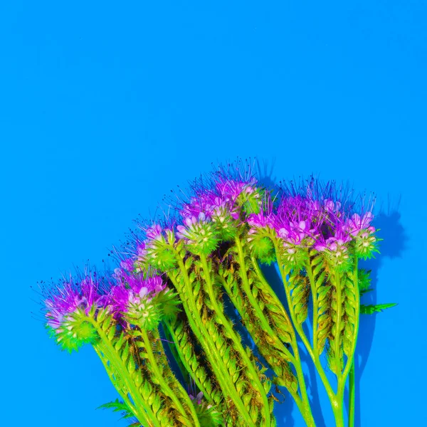 Blume auf blauem Hintergrund. Minimaler Stil — Stockfoto