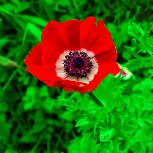 Mohn. Blume. Minimaler Stil — Stockfoto