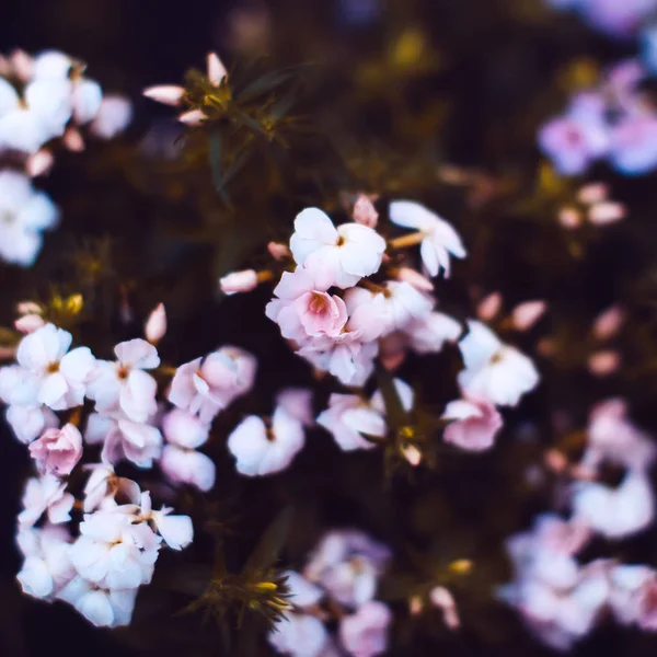 Beautiful flowers Background. Minimal style — Stock Photo, Image