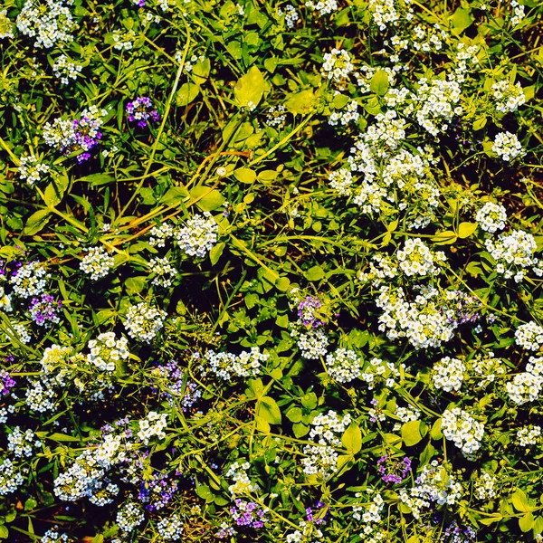 Polne kwiaty tła. Minimalistycznym stylu — Zdjęcie stockowe