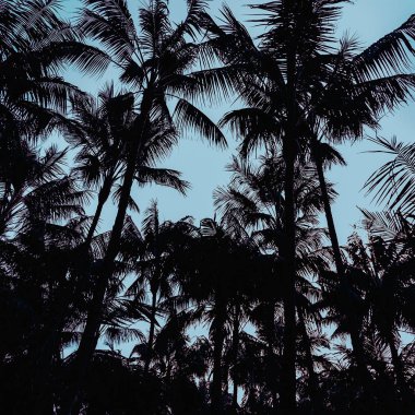 Minimal sanat tasarım yazdırma stili palms