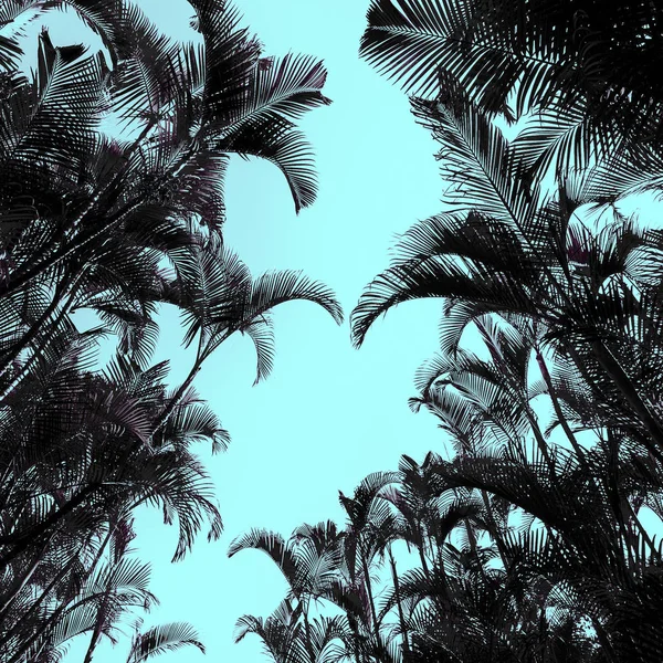 Palms Minimal art design Print tropical style — Stock Photo, Image