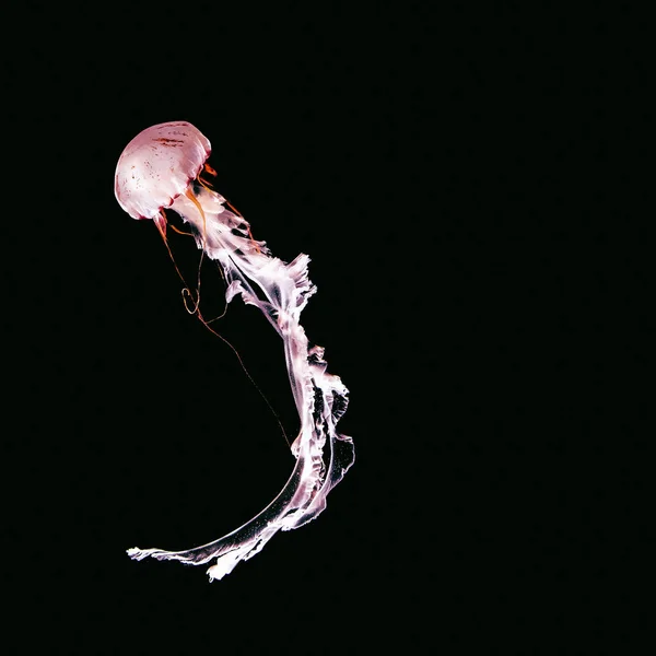 Różowe meduzy na czarnym tle streszczenie. Minimal art wyzna — Zdjęcie stockowe