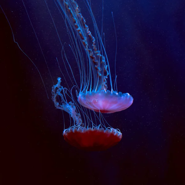 Medúzy pod vodou. Minimal art — Stock fotografie