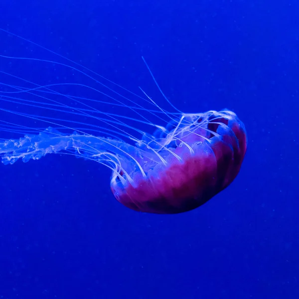 Большая медуза под водой. Минимальное искусство — стоковое фото