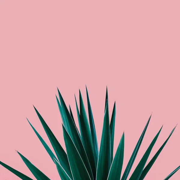 Plant op roze. Tropische Groenen minimal art design — Stockfoto