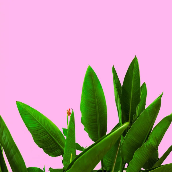 Plantera på rosa. Tropisk blomma minimalistisk konstdesign — Stockfoto