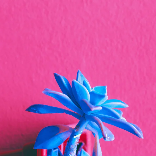 Tropical Flower Plant on  pink. Minimal. outdoors — Stock Photo, Image