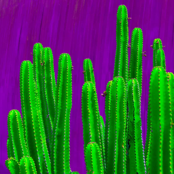 Cacti design de arte mínima. Estilo tropical — Fotografia de Stock